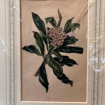 Botanical Art & More (LR-RG)
