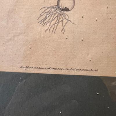 Botanical Art & More (LR-RG)