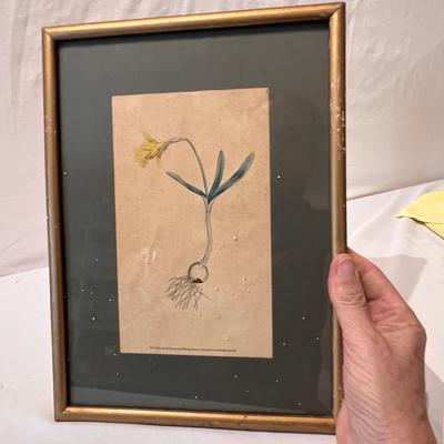 Botanical Art & More (LR-RG)