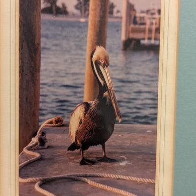 27 3/4" x 9 1/4" Framed Pelican Photos