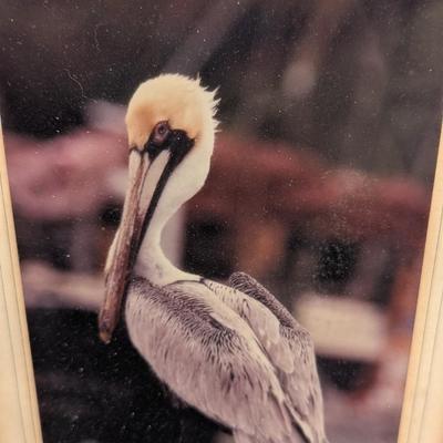 27 3/4" x 9 1/4" Framed Pelican Photos