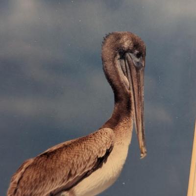 Sale Photo Thumbnail #892: 27 3/4" x 9 1/4" Framed Pelican Photos