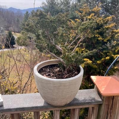 Juniper Plants (FD-RG)