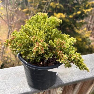 Juniper Plants (FD-RG)