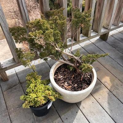 Juniper Plants (FD-RG)