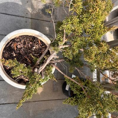 Juniper Plants (FD-RG)