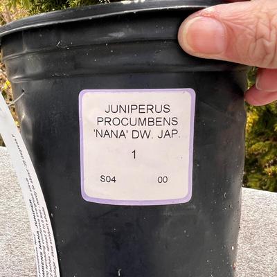 Juniper Plants (FD-RG)