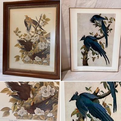 Audubon Plate No.4 & More (DR-RG)
