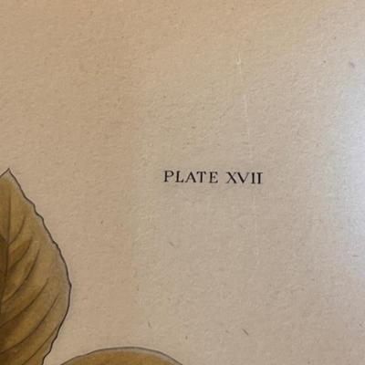 Audubon Plate No.4 & More (DR-RG)