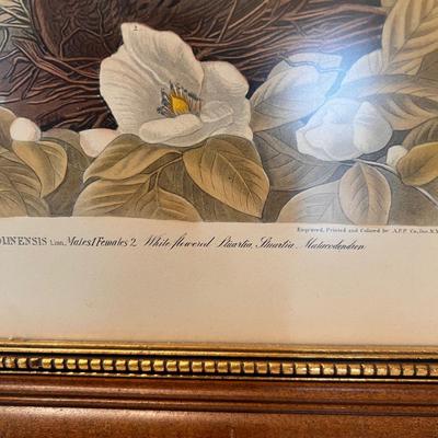 Audubon Plate No.4 & More (DR-RG)