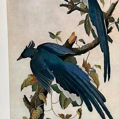 Audubon Plate No.4 & More (DR-RG)