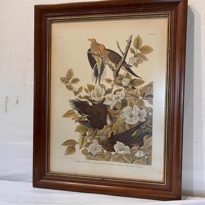 Audubon Plate No.4 & More (DR-RG)