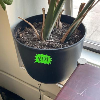 X109-Large Plant