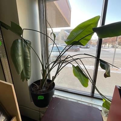 X109-Large Plant