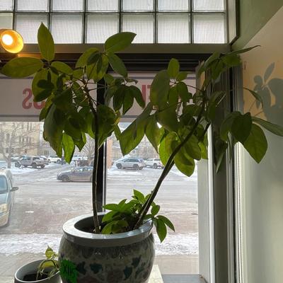 X115-Plant Pair