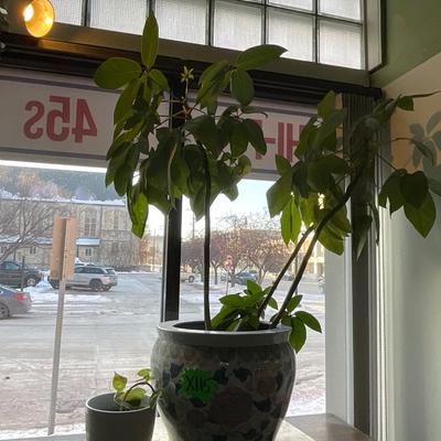 X115-Plant Pair