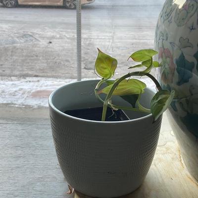 X115-Plant Pair