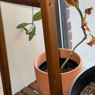 X149-Plant stand With plants