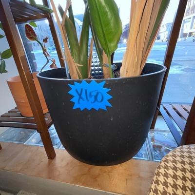 X150-Large potted plant