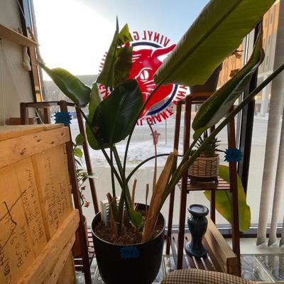 X150-Large potted plant