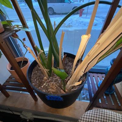 X150-Large potted plant