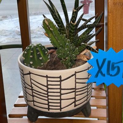 X151-Plant stand plus contents
