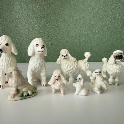 Group of small poodles