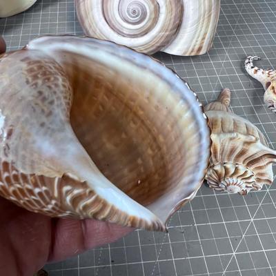 Sea Shells by the B-Team Sea Shore 