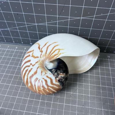Sea Shells by the B-Team Sea Shore 