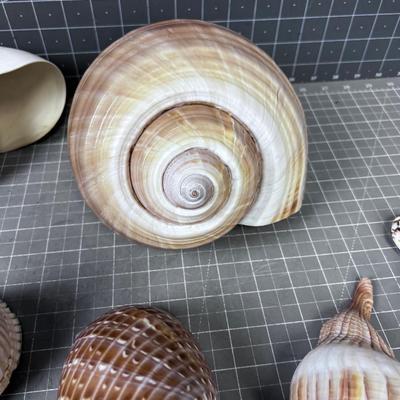 Sea Shells by the B-Team Sea Shore 