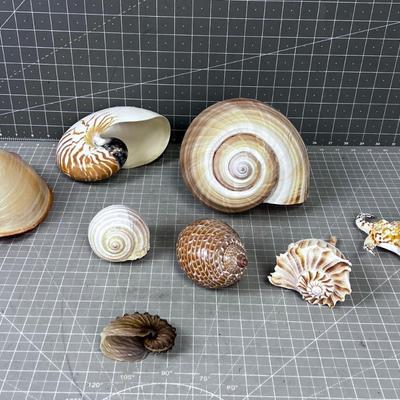 Sea Shells by the B-Team Sea Shore 