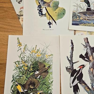 Vintage Birds and Butterfly Prints