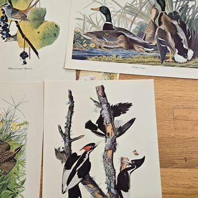 Vintage Birds and Butterfly Prints