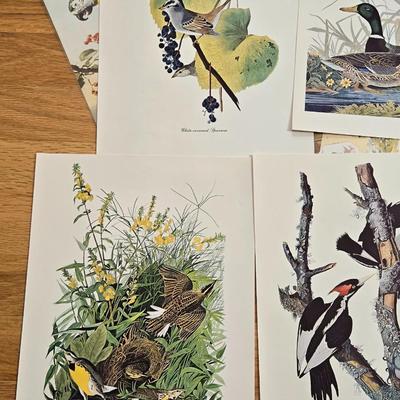 Vintage Birds and Butterfly Prints