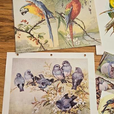 Vintage Birds and Butterfly Prints