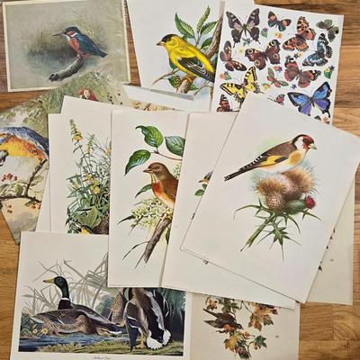 Vintage Birds and Butterfly Prints