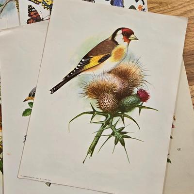 Vintage Birds and Butterfly Prints