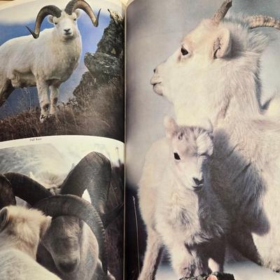 Vintage Doug Lindstrands Alaskan Sketchbook