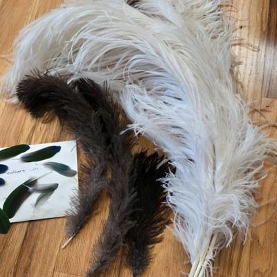 Feathers Lot