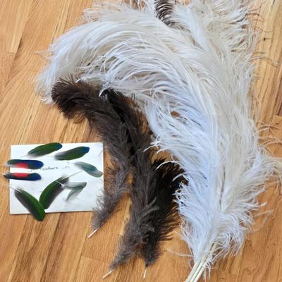 Feathers Lot