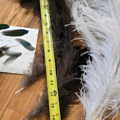 Feathers Lot