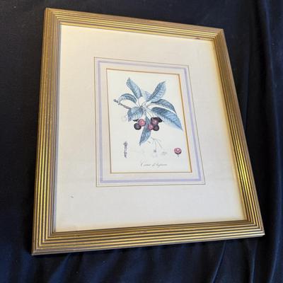 Oliver Goldsmith Hummingbird Illustration (Gladstone & Elwyn-Jones) and More (DR-BM)