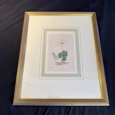Oliver Goldsmith Hummingbird Illustration (Gladstone & Elwyn-Jones) and More (DR-BM)