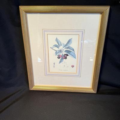 Oliver Goldsmith Hummingbird Illustration (Gladstone & Elwyn-Jones) and More (DR-BM)