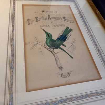 Oliver Goldsmith Hummingbird Illustration (Gladstone & Elwyn-Jones) and More (DR-BM)