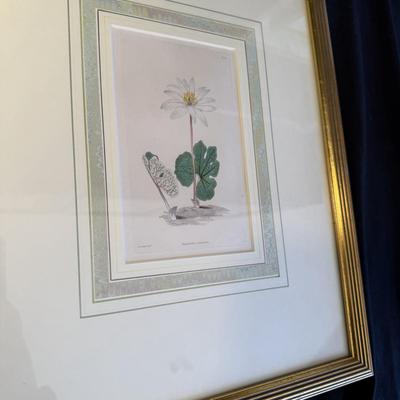 Oliver Goldsmith Hummingbird Illustration (Gladstone & Elwyn-Jones) and More (DR-BM)