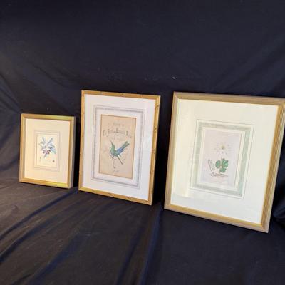 Oliver Goldsmith Hummingbird Illustration (Gladstone & Elwyn-Jones) and More (DR-BM)