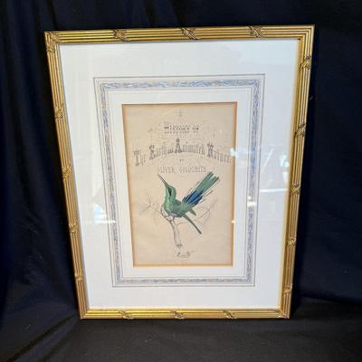 Oliver Goldsmith Hummingbird Illustration (Gladstone & Elwyn-Jones) and More (DR-BM)