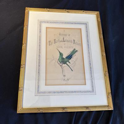 Oliver Goldsmith Hummingbird Illustration (Gladstone & Elwyn-Jones) and More (DR-BM)