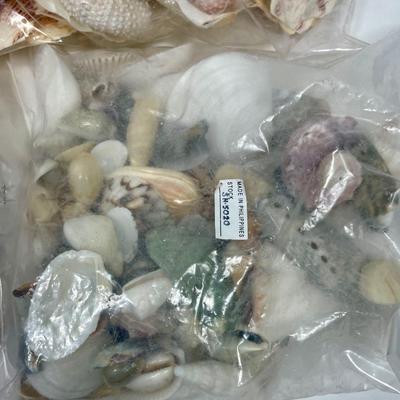 Sale Photo Thumbnail #538: 4 bags of assorted small-size seashells.  Great for crafts or other projects, or just to display.  Some bags are marked "Philippines"